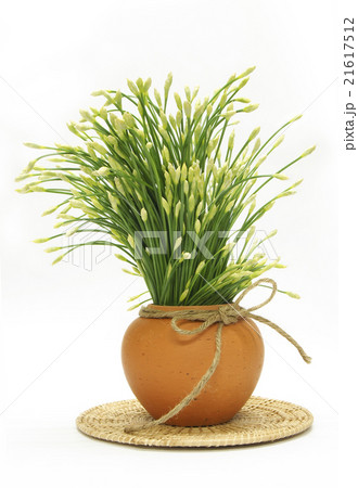 Garlic chives 21617512