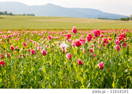 Pink blooming poppy, huge field of blossoming 21618101