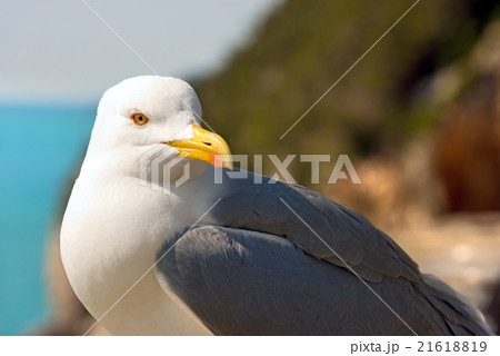 Seagull on the Cliff Seagull on the Cliff 21618819