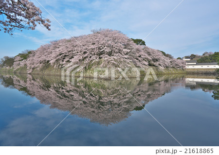 彦根城の桜 21618865