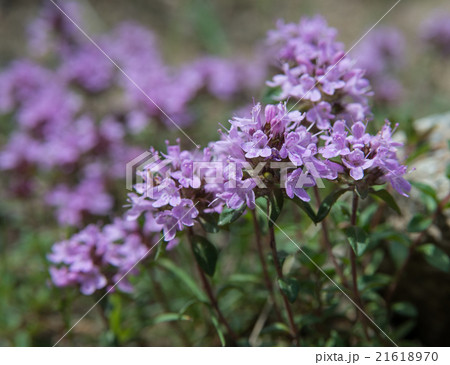 Thyme _ flowers 21618970