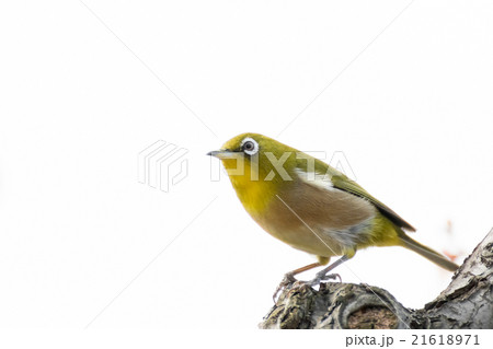 白梅にメジロ 21618971