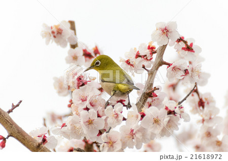 白梅にメジロ 21618972