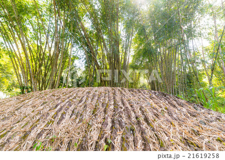 Bamboo grove in backlight Bamboo grove in backlight 21619258