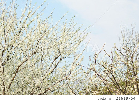 満開のスモモの花 満開のスモモの花 21619754