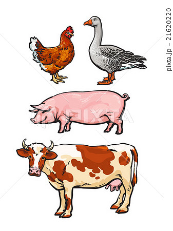 Set of farm animals on the white background 21620220