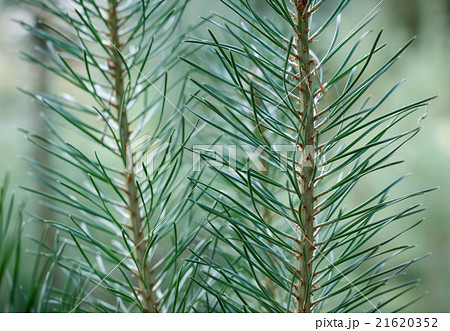 Pine needles 21620352