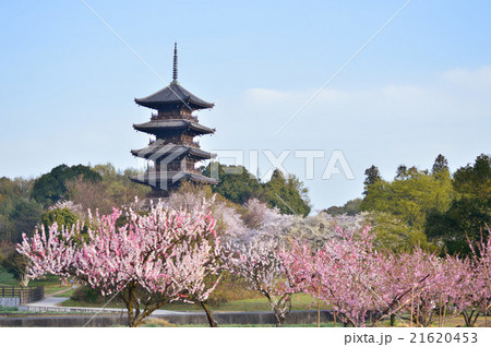 備中国分寺の桜 21620453