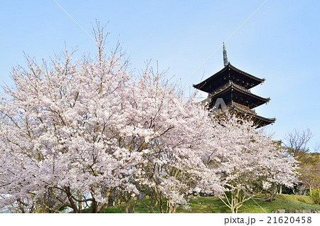 備中国分寺の桜の写真素材