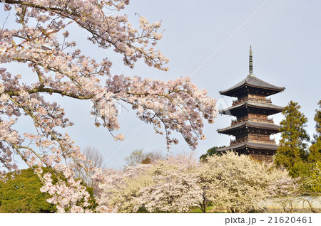 備中国分寺の桜 備中国分寺の桜 21620461