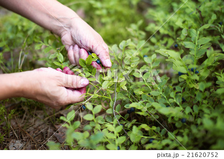 Woman picking berries in forest 21620752