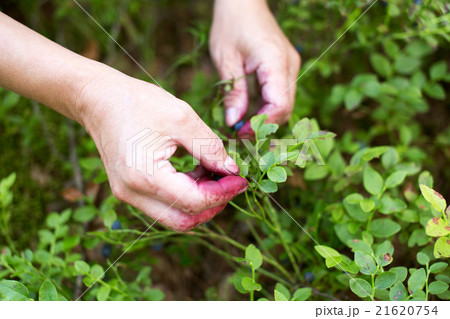 Woman picking bilberries in forest 21620754