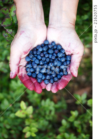 Hands full of ripe blueberries Hands full of ripe blueberries 21620755
