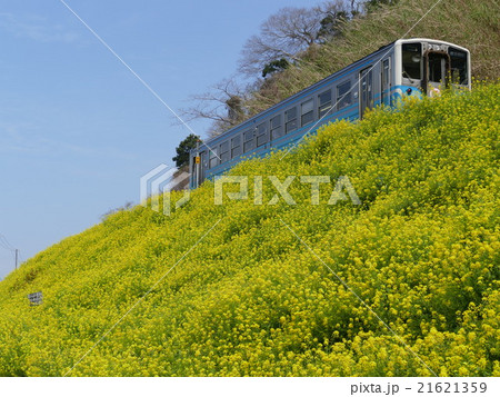 予讃線、下灘駅近くの菜の花の名所、閏住 21621359