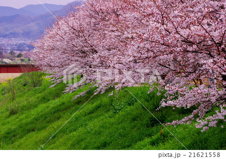 土手に咲く桜並木 21621558