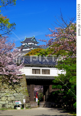 満開の桜咲く岡口門から和歌山城天守閣を望む 満開の桜咲く岡口門から和歌山城天守閣を望む 21621559