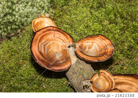 Orange mushroom growing on wood. 21621588