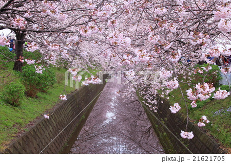 桜 21621705