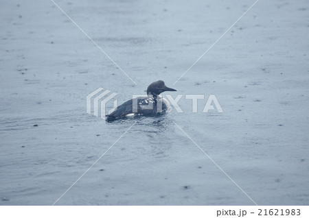 雨の中のオオハム夏羽 21621983