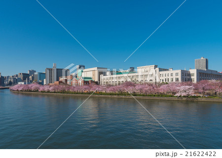 造幣局と桜 造幣局と桜 21622422