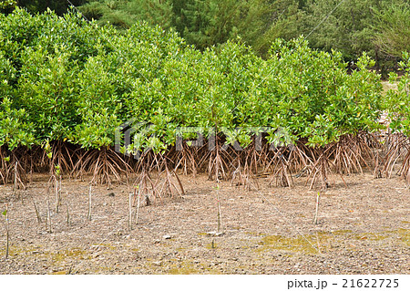 Mangrove Thailand. Mangrove Thailand. 21622725