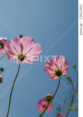 cosmos flower in garden cosmos flower in garden 21622841