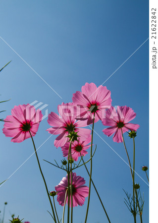 cosmos flower in garden cosmos flower in garden 21622842