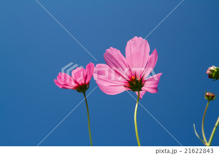 cosmos flower in garden cosmos flower in garden 21622843
