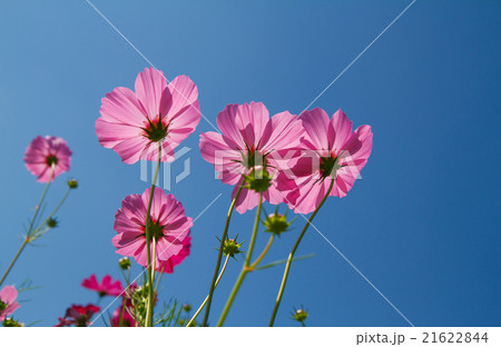 cosmos flower in garden cosmos flower in garden 21622844