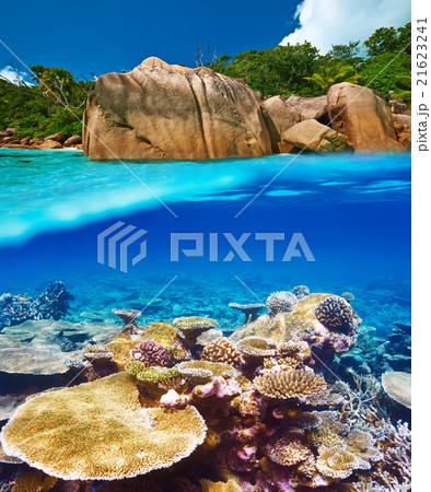 Coral reef at Seychelles Coral reef at Seychelles 21623241