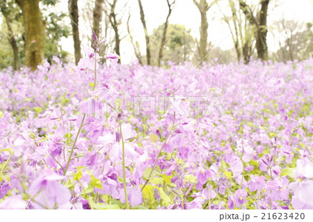 お花 21623420