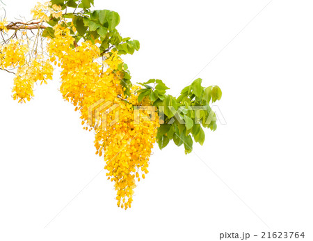 golden flower isolated on white background 21623764