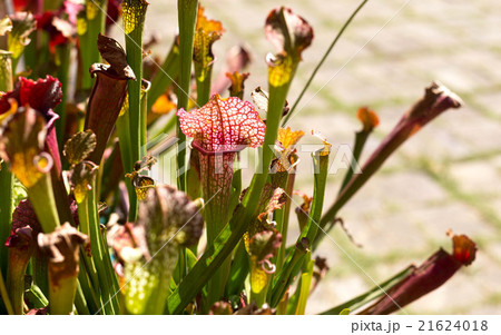 Nepenthes lined  flowers pattern 21624018