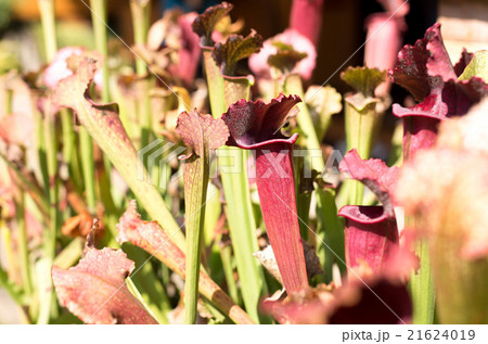 Nepenthes lined flowers Nepenthes lined flowers 21624019