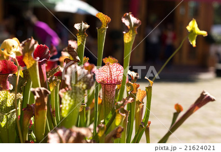 Nepenthes lined  flowers pattern 21624021