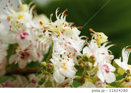 chestnut flower   21624280