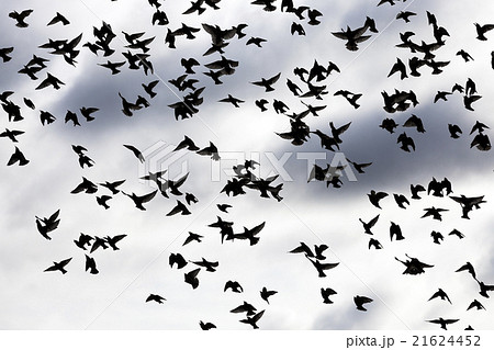 birds in the sky   21624452