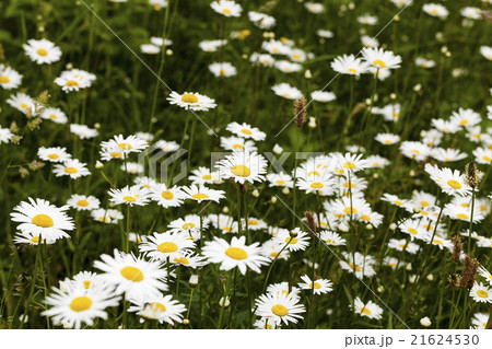 white daisy . spring white daisy . spring 21624530