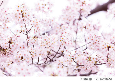 サクラ　桜　さくら　染井吉野　ソメイヨシノ　そめいよしの　コピースペース　文字スペース 21624628