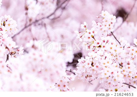 サクラ　桜　さくら　染井吉野　ソメイヨシノ　そめいよしの　コピースペース　文字スペース 21624653