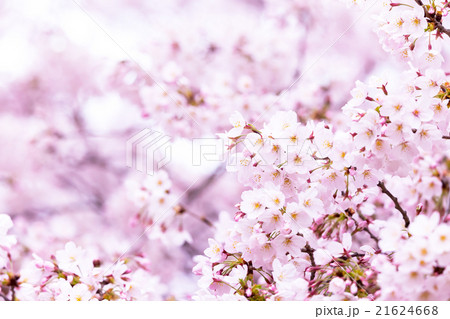 サクラ 桜 さくら 染井吉野 ソメイヨシノ そめいよしの コピースペース 文字スペース サクラ 桜 さくら 染井吉野 ソメイヨシノ そめいよしの コピースペース 文字スペース 21624668