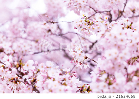 サクラ 桜 さくら 染井吉野 ソメイヨシノ そめいよしの コピースペース 文字スペース サクラ 桜 さくら 染井吉野 ソメイヨシノ そめいよしの コピースペース 文字スペース 21624669