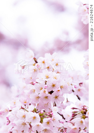 サクラ　桜　さくら　染井吉野　ソメイヨシノ　そめいよしの　コピースペース　文字スペース 21624674