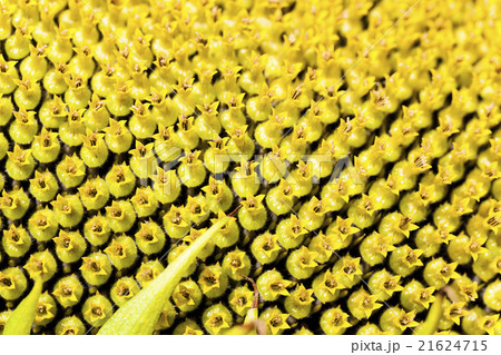 sunflower seeds. corolla sunflower seeds. corolla 21624715