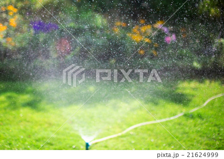 Sprinkler watering lawn in garden 21624999