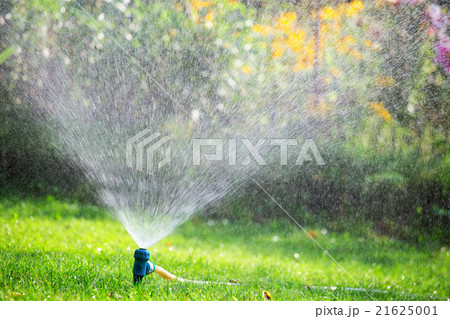 Sprinkler watering lawn in garden Sprinkler watering lawn in garden 21625001
