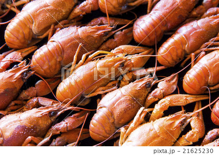 Many crawfishes 21625230