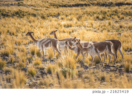 Group of vicunas in the peruvian Andes 21625419
