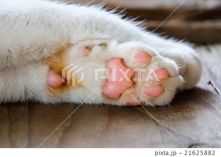 Cat paws sleeping  21625882