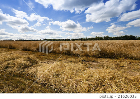 harvest of cereals harvest of cereals 21626038